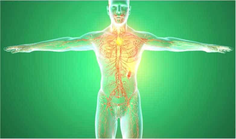 Ganzheitliche Reinigung des Lymphsystems Wichtiger Teil der Entgiftung